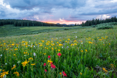 The UK has a new five-year nature policy plan. What's next?