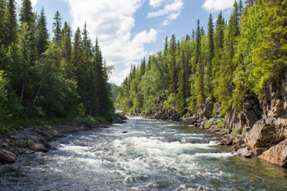 What next for the Environment Act? Delivering nature restoration in the UK