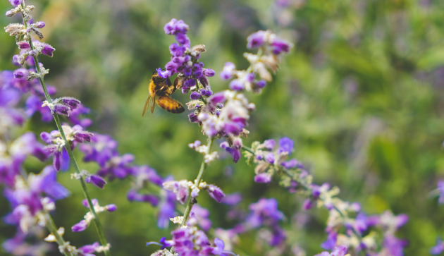Aldersgate Group podcast: How can the UK drive investment in nature?