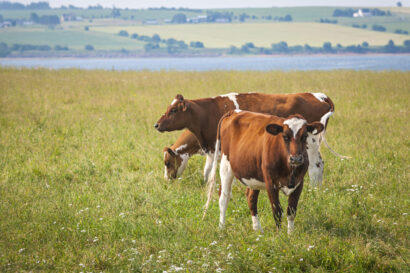 Case Study: Farming with Nature – Nestlé and First Milk’s Regenerative Milk Plan
