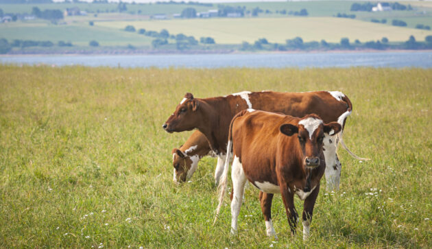 Case Study: Farming with Nature – Nestlé and First Milk’s Regenerative Milk Plan